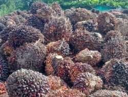 Bupati Luwu Utara Tawarkan Kopi, Kakao, dan Sawit ke Pengusaha Dubai