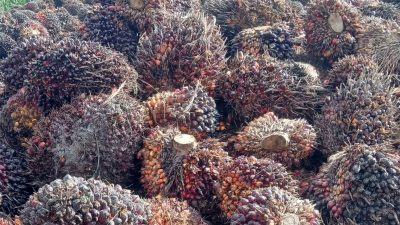 Bupati Luwu Utara Tawarkan Kopi, Kakao, dan Sawit ke Pengusaha Dubai