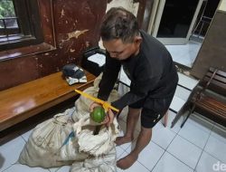 Komplotan Maling Alpukat di Kendal Kepergok Warga, 1 Ditangkap-3 Buron